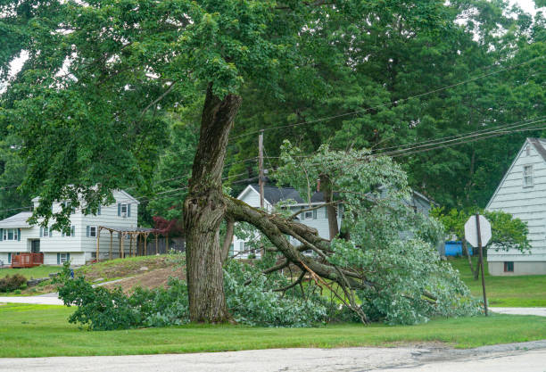 Best Arborist Services Near Me  in East Brewton, AL